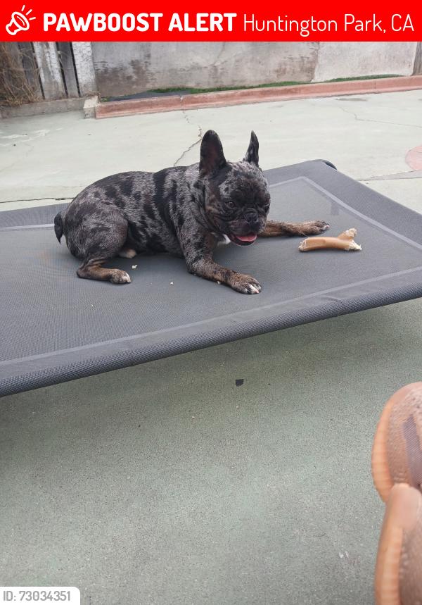 Lost Male Dog last seen Henry T. Gage Middle, Miles Avenue Elementary School, LA Public Library , Huntington Park, CA 90255