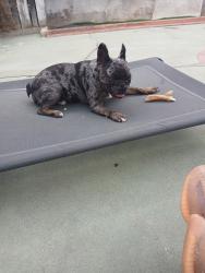 Lost Male Dog last seen Henry T. Gage Middle, Miles Avenue Elementary School, LA Public Library , Huntington Park, CA 90255