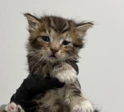 Shelter Stray Male Cat last seen Barnett Ave, San Diego, CA, 92110, 5500 Gaines St, San Diego, CA 92110, USA