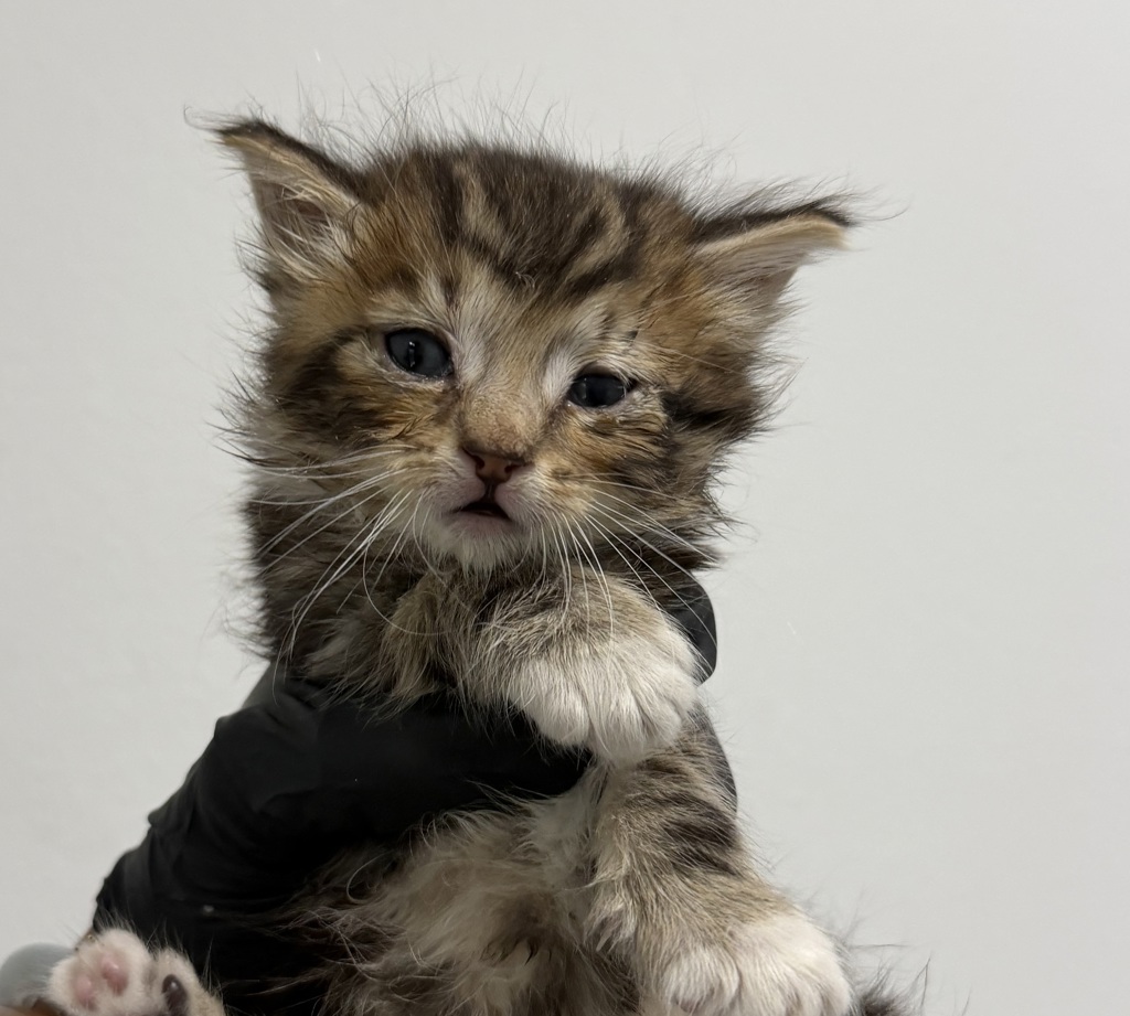 Shelter Stray Male Cat last seen Barnett Ave, San Diego, CA, 92110, 5500 Gaines St, San Diego, CA 92110, USA