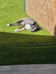 Lost Female Dog last seen Via Linda/ Jeronimo, Mission Viejo, CA 92691