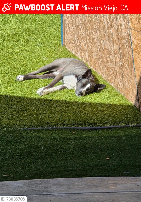 Lost Female Dog last seen Via Linda/ Jeronimo, Mission Viejo, CA 92691