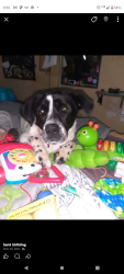 Lost Female Dog last seen Old Canton rd holly springs rd , Marietta, GA 30062