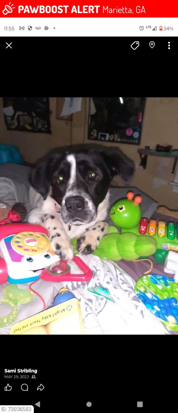 Lost Female Dog last seen Old Canton rd holly springs rd , Marietta, GA 30062