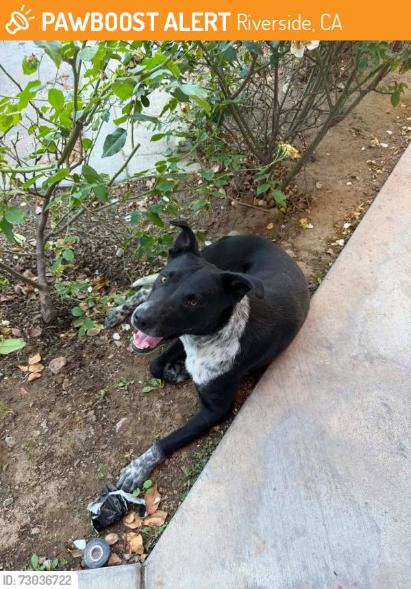 Found/Stray Male Dog last seen Indiana Ave & Washington St, Riverside, CA 92506