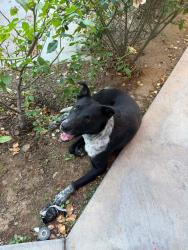 Found/Stray Male Dog last seen Indiana Ave & Washington St, Riverside, CA 92506