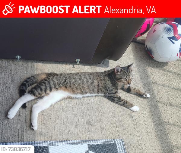 Lost Female Cat last seen Mason apmts, Alexandria, VA 22304