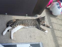 Lost Female Cat last seen Mason apmts, Alexandria, VA 22304