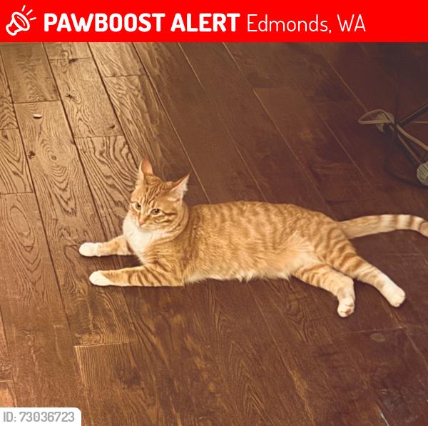 Lost Female Cat last seen Olympic view dr between high st and sunset way, Edmonds, WA 98020