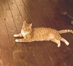Lost Female Cat last seen Olympic view dr between high st and sunset way, Edmonds, WA 98020
