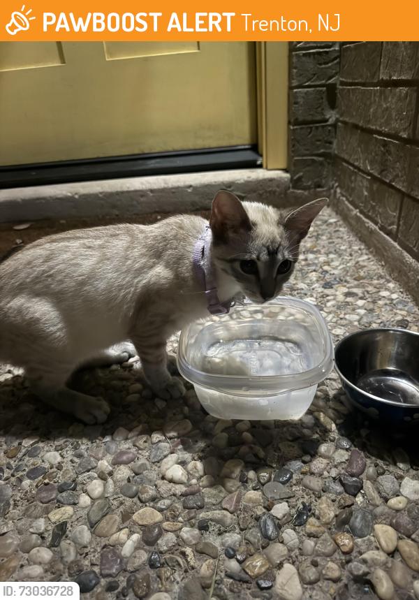 Found/Stray Female Cat last seen Trenton , Trenton, NJ 08608