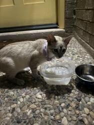 Found/Stray Female Cat last seen Trenton , Trenton, NJ 08608