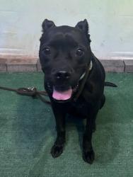 Shelter Stray Female Dog last seen , 4275 Elton St, Baldwin Park, CA 91706, USA