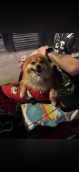 Found/Stray Female Dog last seen 84-01 Jamaica Ave , Queens, NY 11421