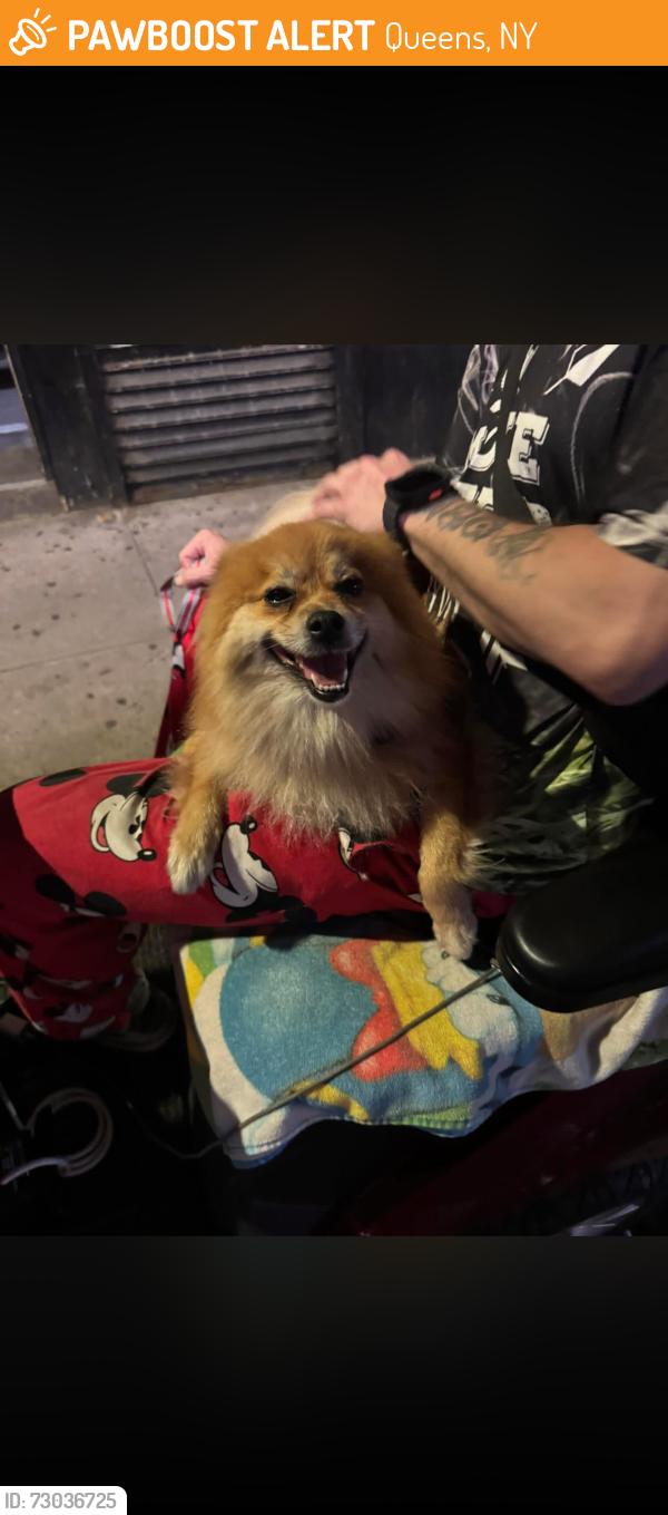 Found/Stray Female Dog last seen 84-01 Jamaica Ave , Queens, NY 11421