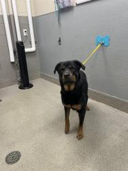 Shelter Stray Female Dog last seen Near BLOCK S MARYLAND PKWY, LAS VEGAS NV 89123, 655 N Mojave Rd, Las Vegas, NV 89101, USA