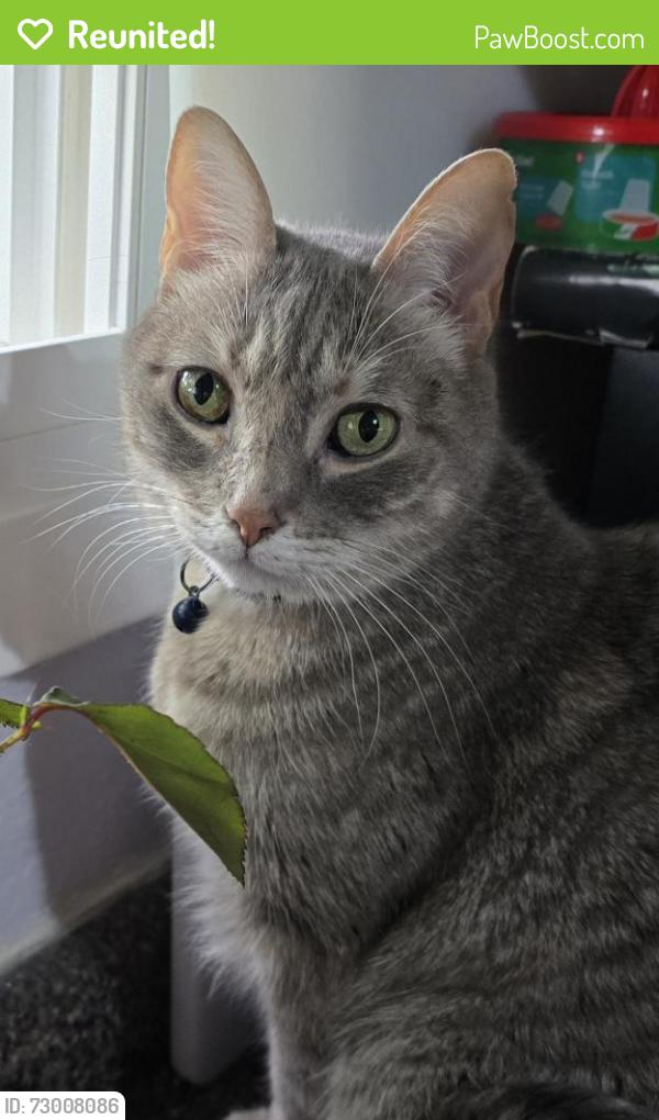 Reunited Female Cat last seen Caroldean and Revere St , Haltom City, TX 76117