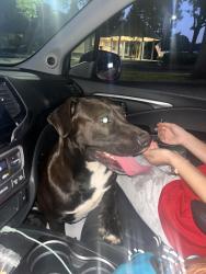 Found/Stray Male Dog last seen Kloss park, Elk Grove, CA 95758