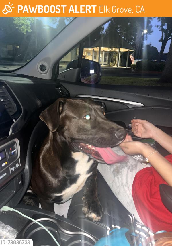 Found/Stray Male Dog last seen Kloss park, Elk Grove, CA 95758