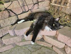 Lost Male Cat last seen 32nd and Chandler, Phoenix, AZ 85048