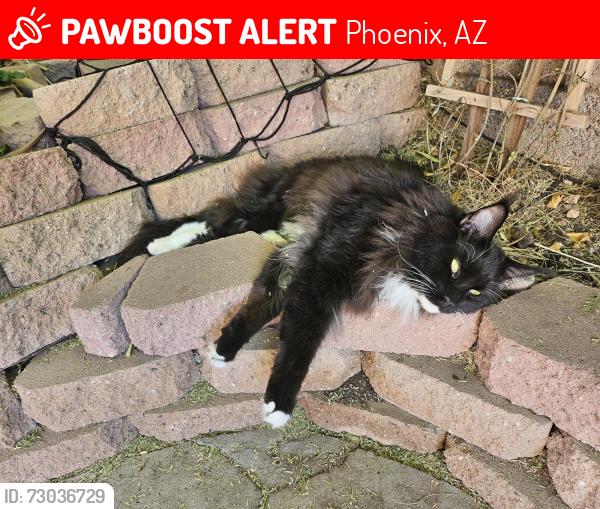 Lost Male Cat last seen 32nd and Chandler, Phoenix, AZ 85048