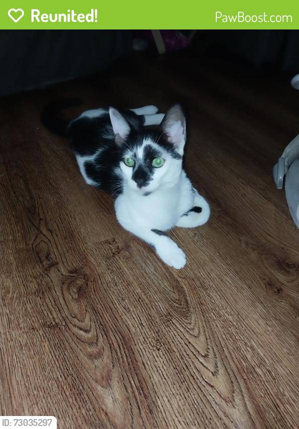 Reunited Male Cat last seen Near NW 3rd Pl, Cape Coral, FL 33993, USA, Cape Coral, FL 33993