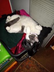 Lost Female Cat last seen Iowa ave & Sawtelle blvd 90025, Los Angeles, CA 90025