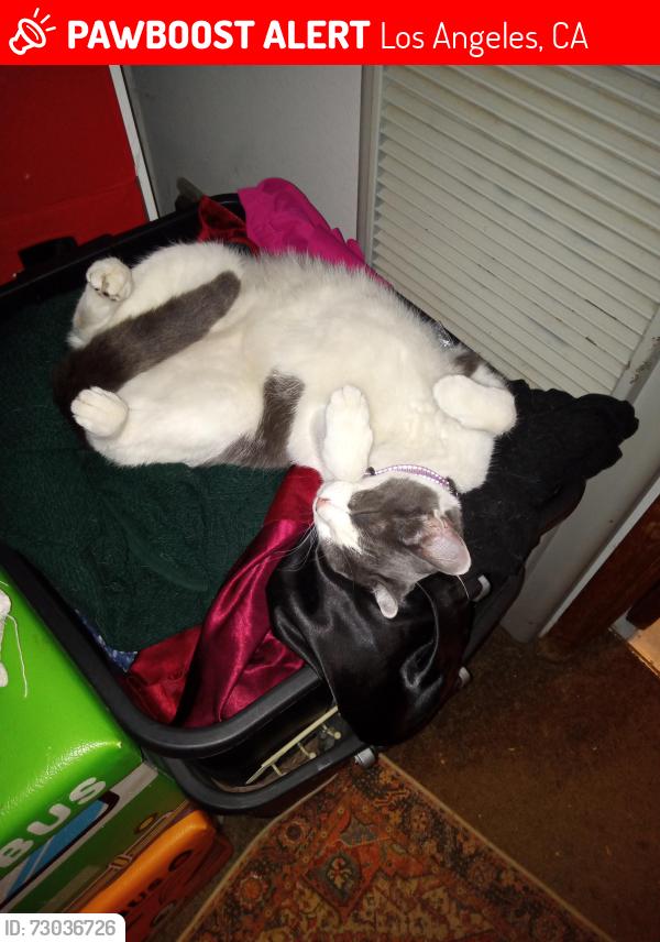 Lost Female Cat last seen Iowa ave & Sawtelle blvd 90025, Los Angeles, CA 90025