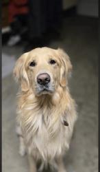 Lost Male Dog last seen Near legacy lane El cajon 92021, Harbison Canyon, CA 92021