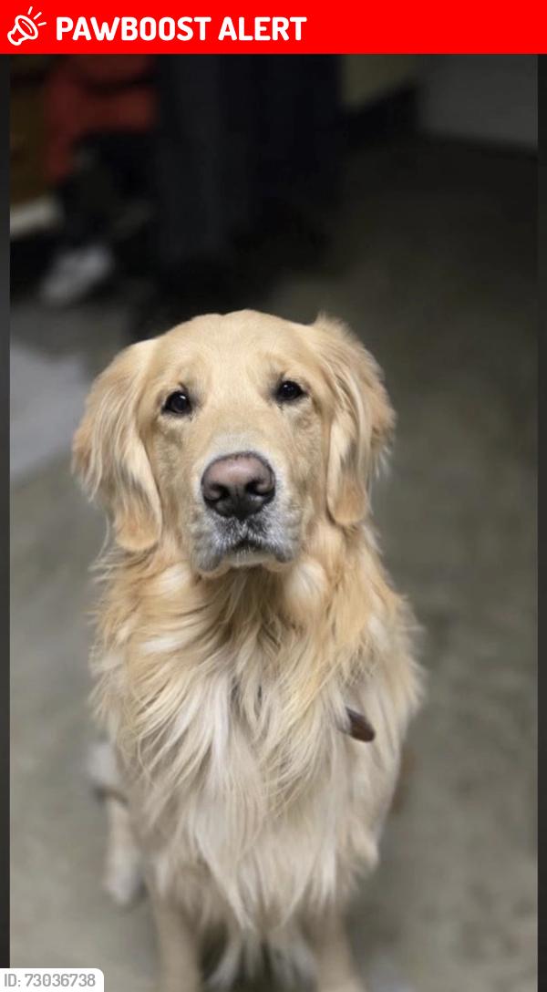 Lost Male Dog last seen Near legacy lane El cajon 92021, Harbison Canyon, CA 92021