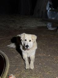 Found/Stray Unknown Dog last seen In Tahoe state recreation area, Tahoe City, CA 96145