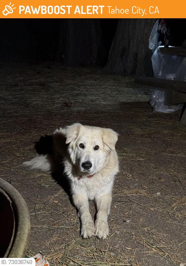 Found/Stray Unknown Dog last seen In Tahoe state recreation area, Tahoe City, CA 96145
