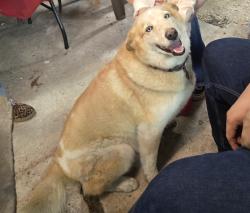Lost Female Dog last seen Near Co Rd 4141, Edna, TX 77957, Edna, TX 77957