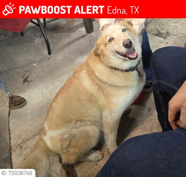 Lost Female Dog last seen Near Co Rd 4141, Edna, TX 77957, Edna, TX 77957