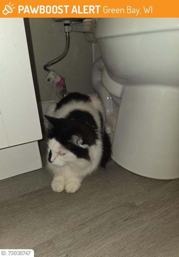 Found/Stray Unknown Cat last seen University ave, Green Bay, WI 54311