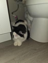 Found/Stray Unknown Cat last seen University ave, Green Bay, WI 54311