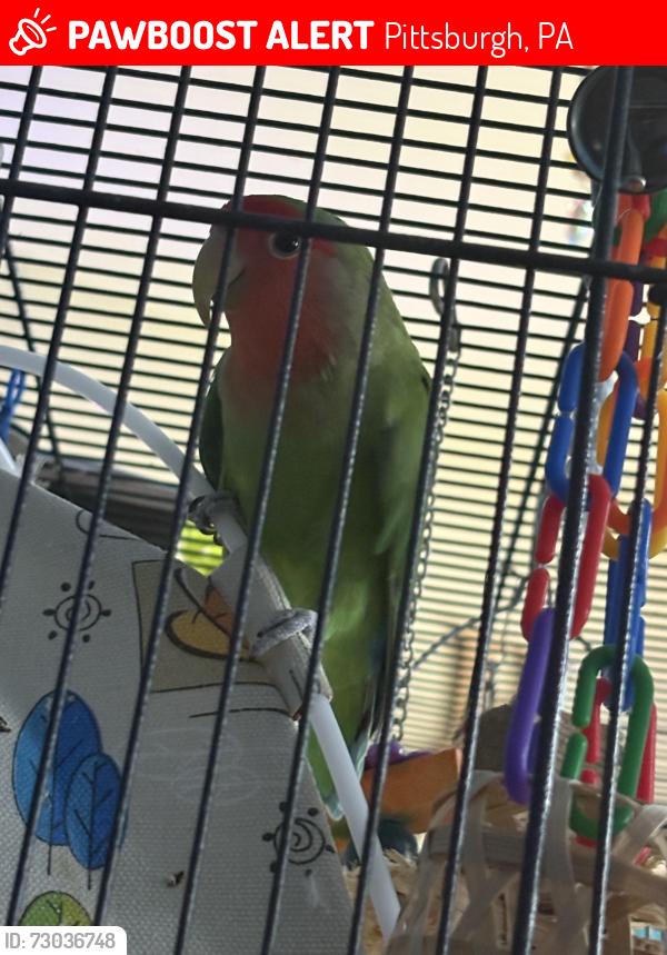 Lost Male Bird last seen Benton Ave and Atkins, Pittsburgh, PA 15212