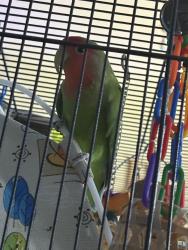 Lost Male Bird last seen Benton Ave and Atkins, Pittsburgh, PA 15212