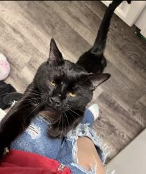 Lost Male Cat last seen The apmt, Aurora, CO 80014