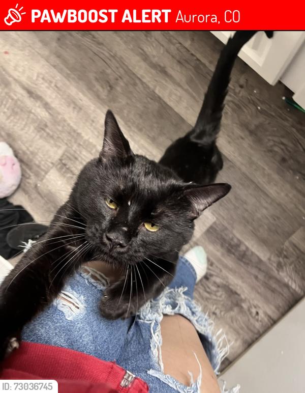 Lost Male Cat last seen The apmt, Aurora, CO 80014