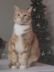 Lost Male Cat last seen 8th ave & 204th st ct e, Spanaway, WA 98387
