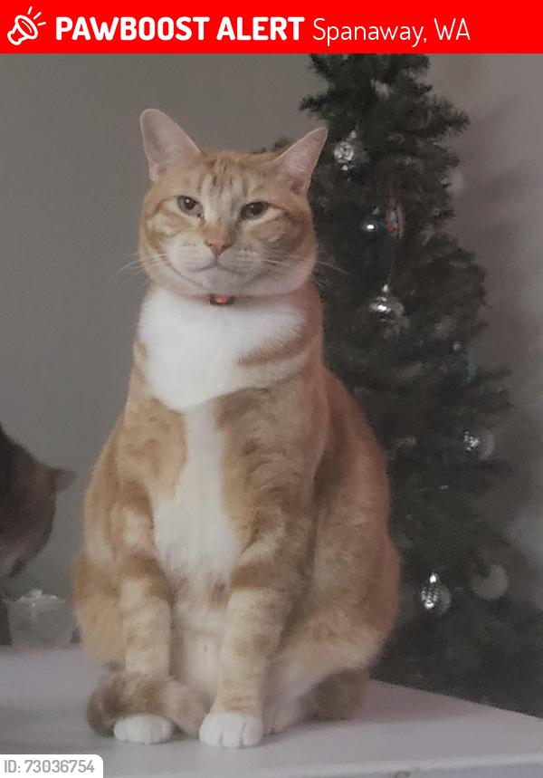 Lost Male Cat last seen 8th ave & 204th st ct e, Spanaway, WA 98387