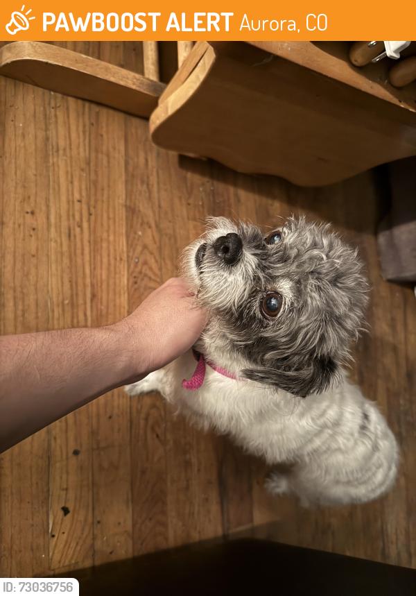 Found/Stray Female Dog last seen Kalispell and Tennessee, Aurora, CO 80017
