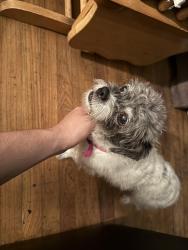 Found/Stray Female Dog last seen Kalispell and Tennessee, Aurora, CO 80017