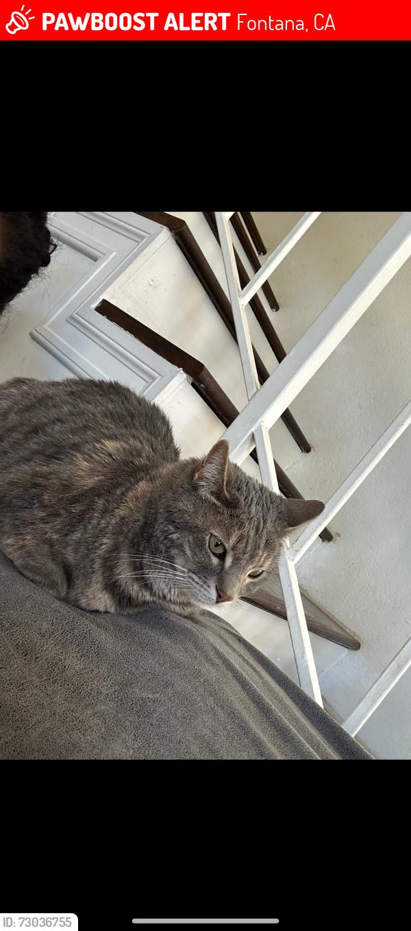 Lost Female Cat last seen Weeping Willow Ln, Almond Dr, Fontana, CA 92337