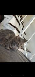 Lost Female Cat last seen Weeping Willow Ln, Almond Dr, Fontana, CA 92337
