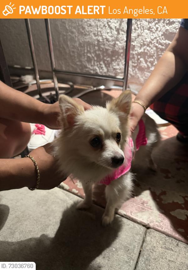 Found/Stray Female Dog last seen Hooper and central, Los Angeles, CA 90002