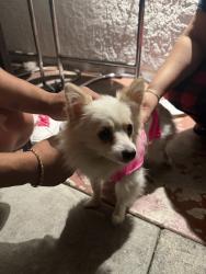 Found/Stray Female Dog last seen Hooper and central, Los Angeles, CA 90002