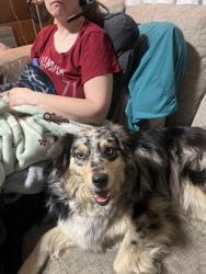 Reunited Female Dog last seen Pizza King, San Bernardino, CA 92405