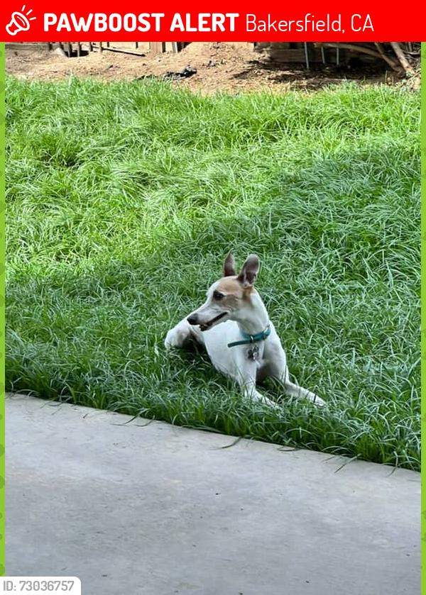 Lost Female Dog last seen S Half Moon Dr, Bakersfield, CA 93309
